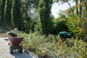 plant bed maintenance