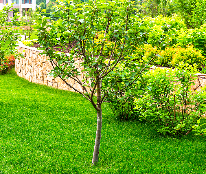 Boost Your Trees and Shrubs’ Health this Summer: The Benefits of Deep Root Feeding with Micronutrients