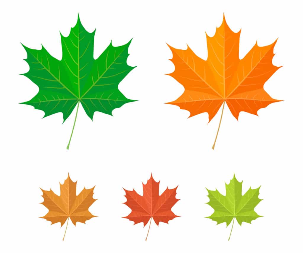 Resolutions: Turn Over a New Maple Leaf in 2022