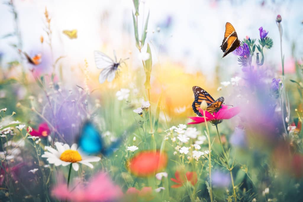 How To Create a Garden That Attracts Butterflies