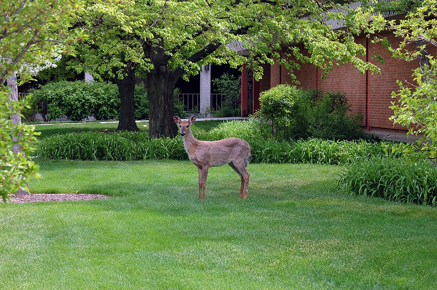 Protecting Your Investment, From Deer