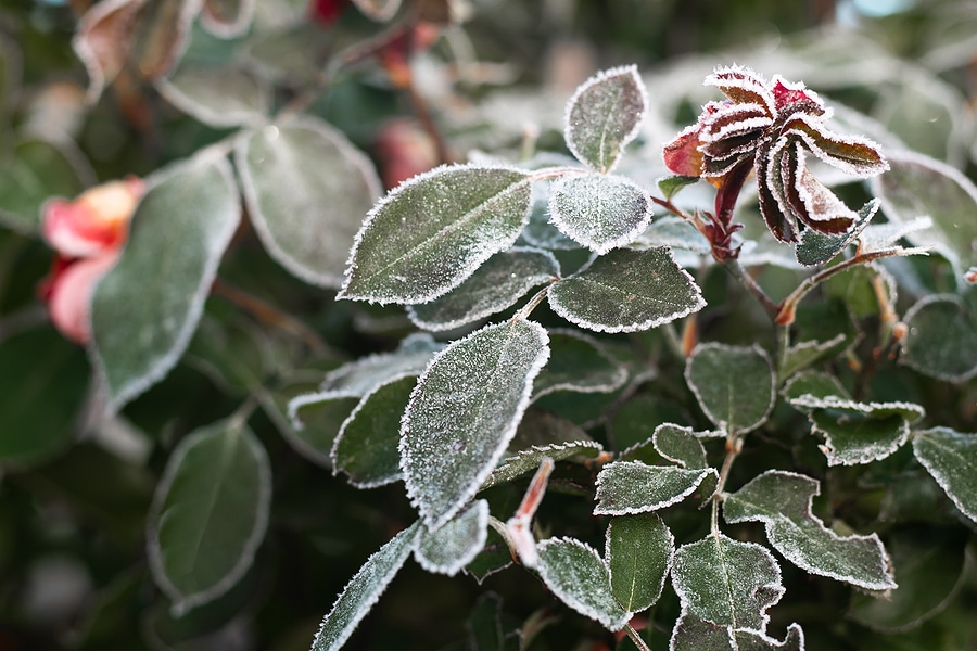 How to Protect Landscape from Frost Damage