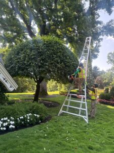 # How Professional Landscaping Increases Property Value in Westchester, Putnam County & the Hudson Valley



When it comes to increasing property value, few investments deliver the visual impact and long-term return of professional landscaping. Whether you're a homeowner looking to enhance curb appeal, preparing to sell your home, or a commercial property owner aiming to attract tenants and customers, strategic landscape improvements can significantly boost both property value and overall enjoyment of your outdoor space.



At Maple Leaf Associates, we help homeowners and businesses throughout Westchester County, Putnam County, and the Hudson Valley transform ordinary properties into beautiful, functional landscapes that stand out year-round.



## Why Landscaping Is One of the Best Investments for Your Property



Your landscape is often the first thing visitors, potential buyers, customers, or tenants notice. A well-maintained lawn, healthy trees, colorful plantings, and professionally designed outdoor spaces create a powerful first impression that immediately communicates pride of ownership and proper property maintenance.



In today's competitive real estate market, curb appeal can directly influence buyer interest, perceived value, and even the speed at which a property sells. Properties with professionally maintained landscapes often command higher market values and attract more attention than comparable properties with neglected outdoor spaces.



## The Power of Curb Appeal



First impressions matter. Before anyone steps inside your home or commercial building, they are already forming opinions based on what they see outside.



Professional lawn care, crisp bed edging, seasonal color installations, mulched planting beds, and healthy shrubs create an inviting appearance that enhances the entire property. Conversely, overgrown landscaping, patchy lawns, and neglected planting areas can raise concerns about overall maintenance and reduce buyer confidence.



A thoughtfully designed landscape creates an emotional connection that can make a property more memorable and desirable.



## Lawn Care: The Foundation of Property Value



A lush, green lawn serves as the foundation of every great landscape. Regular mowing, fertilization, weed control, aeration, and seasonal cleanups help maintain healthy turf throughout the growing season.



For properties throughout Westchester County, Putnam County, and the Hudson Valley, professional lawn maintenance not only improves appearance but also demonstrates consistent care and attention. Healthy turf enhances curb appeal, complements surrounding landscape features, and contributes to a polished, finished look that buyers appreciate.



## Trees Add Beauty, Shade, and Long-Term Value



Mature trees are among the most valuable landscape assets a property can have. They provide shade, improve energy efficiency, enhance privacy, and create visual depth throughout the landscape.



Strategically planted shade trees can help reduce cooling costs during New York's hot summer months while increasing overall property appeal. Mature trees also create a sense of permanence and character that cannot be replicated overnight, making them a highly desirable feature for prospective buyers.



## Landscape Plantings & Garden Beds Create Visual Interest



Professionally designed planting beds add color, texture, and structure to any landscape. Native plants, flowering perennials, ornamental grasses, and seasonal flowers create year-round beauty while supporting local pollinators and wildlife.



Well-defined garden beds around entryways, walkways, and foundations help frame the home, highlight architectural features, and create a welcoming atmosphere. Seasonal flower installations provide vibrant color throughout spring, summer, and fall, helping properties maintain a fresh and well-maintained appearance.



## Outdoor Living Spaces Increase Usable Square Footage



Today's homeowners are placing greater value on outdoor living spaces. Features such as paver patios, outdoor kitchens, fire pits, retaining walls, and custom seating areas effectively extend a home's living space beyond its walls.



Professionally installed hardscapes allow families to entertain, relax, and enjoy the outdoors while adding significant value to the property. Buyers often view these outdoor spaces as an extension of the home, making them one of the most attractive landscape investments available.



For properties throughout the Hudson Valley, durable paver patios offer long-lasting performance and superior resistance to New York's freeze-thaw cycles compared to traditional concrete surfaces.



## Water Features Create a Luxury Experience



Custom water features such as fountains, pondless waterfalls, decorative streams, and garden ponds add elegance and tranquility to any landscape.



The soothing sound of moving water creates a relaxing atmosphere that enhances outdoor living spaces and leaves a lasting impression on visitors. Properly designed and maintained water features can become focal points that elevate the overall appearance and value of a property.



## Landscaping Benefits Commercial Properties Too



Professional commercial landscaping plays a critical role in attracting customers, tenants, and employees. Well-maintained landscapes create a positive first impression, enhance brand image, and contribute to a more welcoming environment.



Businesses throughout Westchester County, Putnam County, and the Hudson Valley benefit from routine landscape maintenance, seasonal color programs, lawn care services, tree management, and commercial snow removal that keep properties looking professional year-round.



## Invest in Your Property with Maple Leaf Associates



Whether you're looking to increase home value, improve curb appeal, create an outdoor living space, or maintain a professional commercial property, investing in professional landscaping is one of the smartest improvements you can make.



Maple Leaf Associates proudly provides expert landscaping, lawn care, hardscaping, landscape design, tree services, seasonal cleanups, and property maintenance throughout Westchester County, Putnam County, and the Hudson Valley, NY.



Contact Maple Leaf Associates today at (845) 526-2024 to schedule a consultation and discover how professional landscaping can increase the beauty, functionality, and value of your property.

